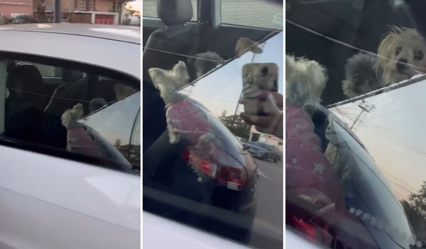 perros encerrados en auto portada.png