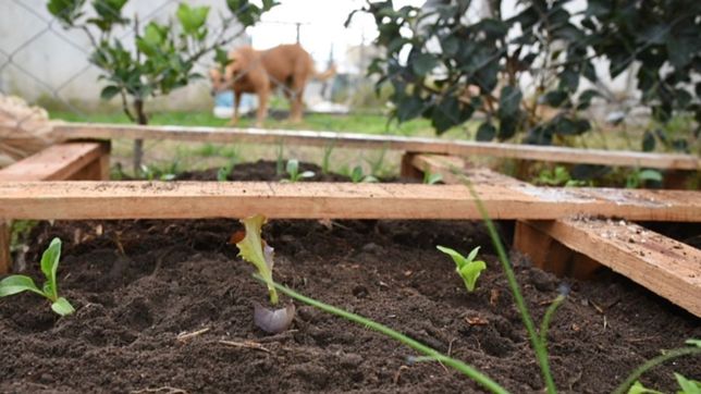 bajo modalidad virtual, daran una nueva clase de huerta en la plata