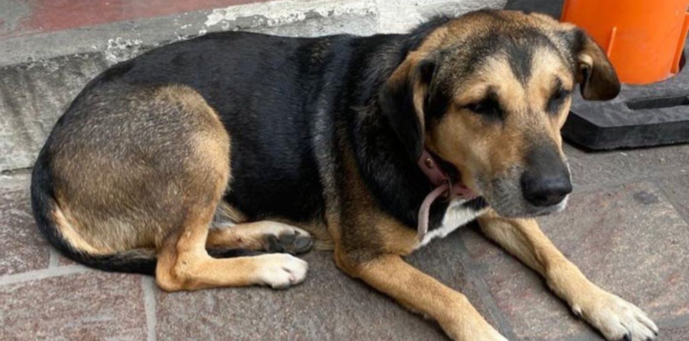 1638550830786.jpg?x= 7&y=51&width=1031&height=516&rotate=0&scaleX=1&scaleY=1&ow=1024&oh=1024&&cw=1920&ch=950