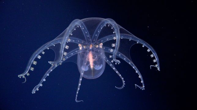 el streaming furor del conicet desde el fondo del mar argentino llega a su fin