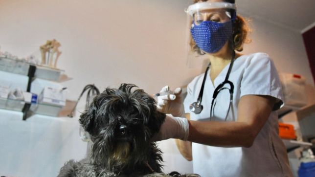 alerta por la venta ilegal de medicamentos para las mascotas