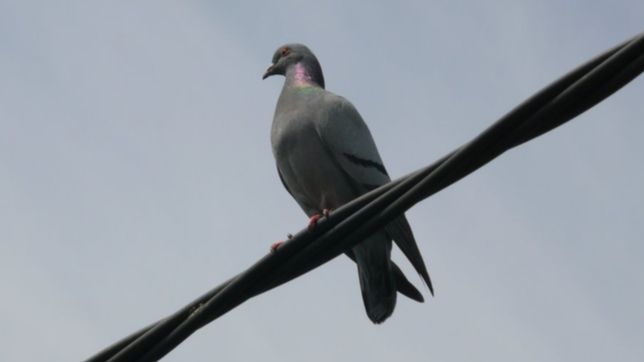 por culpa de una paloma, los vecinos de la loma se quedaron sin luz