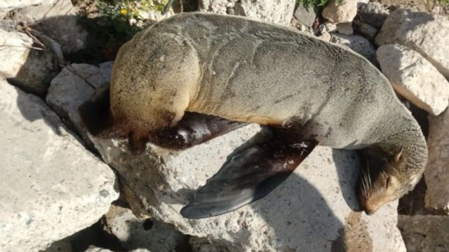 la inesperada visita de un lobo marino causo sensacion en ensenada