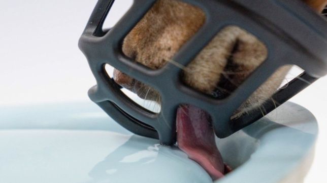 tolosa: un perro mordio en la cara a una nena y ahora exigen salir con bozal y correa