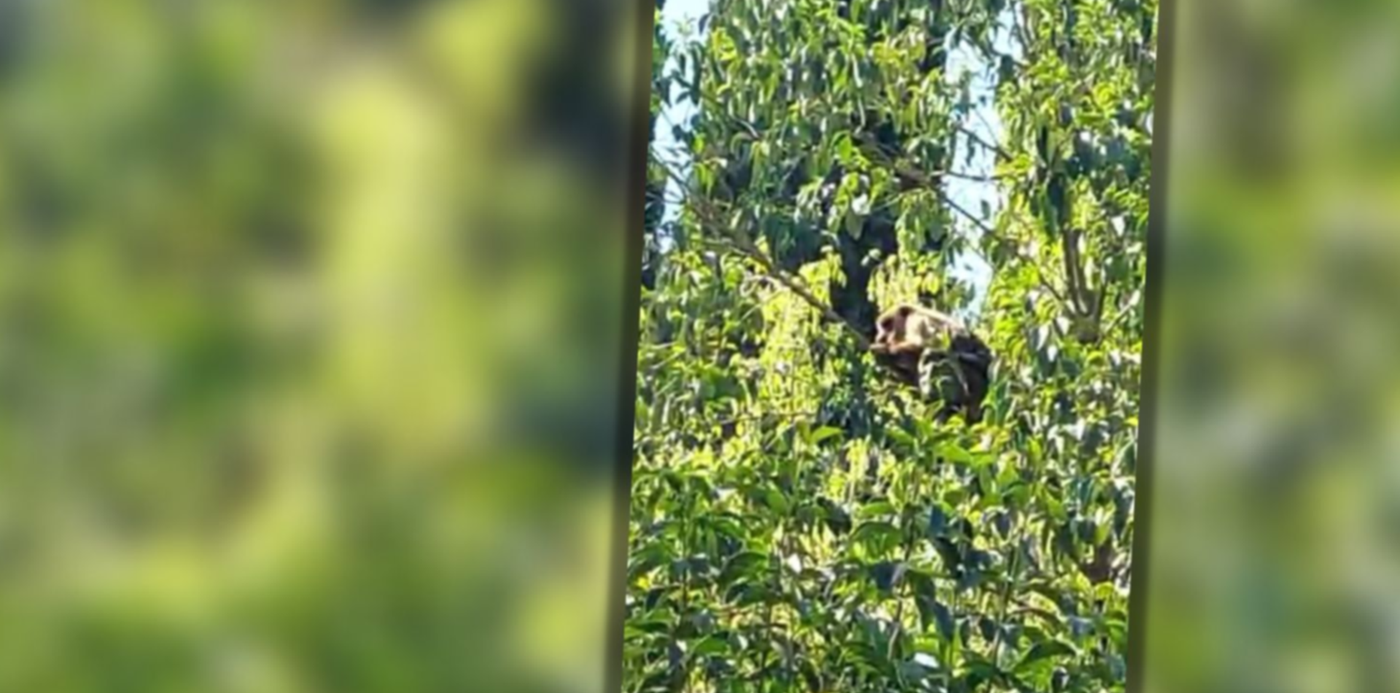 1675815538733.jpg?x=28&y=5&width=1459&height=730&rotate=0&scaleX=1&scaleY=1&ow=1500&oh=742&&cw=1920&ch=950