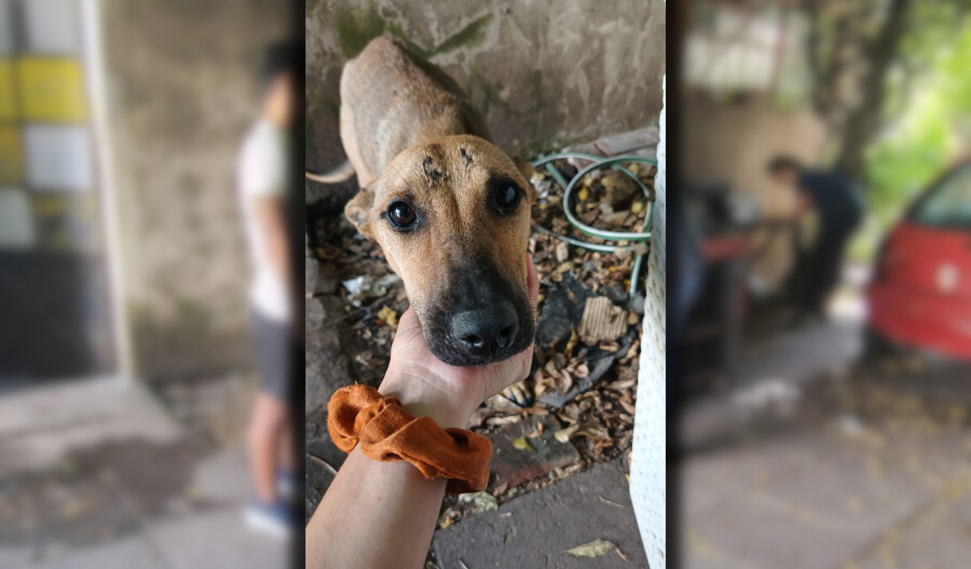 Maltrato animal en La Plata