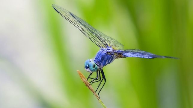 video: las libelulas invadieron el centro de la plata