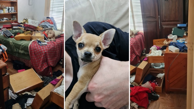 robaron en una casa de la plata, se llevaron un perro y dejaron al otro porque creyeron que no era de raza