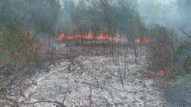 ¿cuantas hectareas del parque pereyra fueron afectadas y donde estan ubicadas?