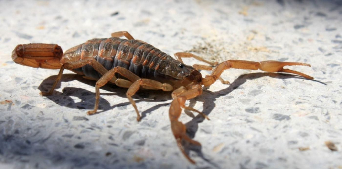 1542311021622.jpg?x=13&y=63&width=1476&height=738&rotate=0&scaleX=1&scaleY=1&ow=1500&oh=873&&cw=1920&ch=950