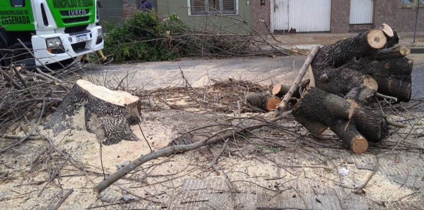 tala de árboles en Ensenada