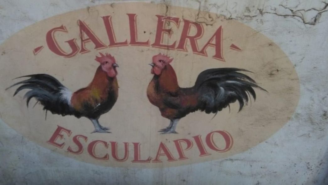VIDEO: Así fue el procedimiento en la estancia de Un gallo para Esculapio