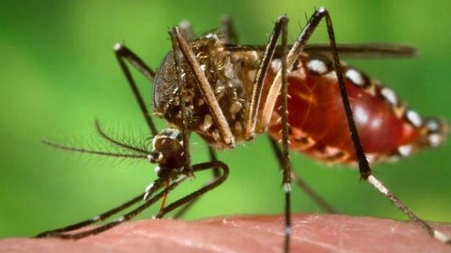 confirman casos de dengue en 17 municipios bonaerenses