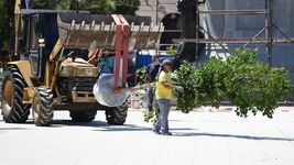el arbolado de las plazas y los parques se mete en el debate del concejo en medio de la campana el arbolado de las plazas y los parques se mete en el debate del concejo en medio de la campana