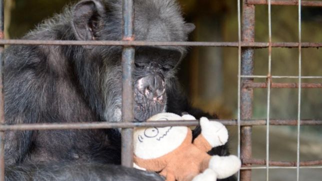 tristeza en el bioparque: murio judy, la historica chimpance de la plata