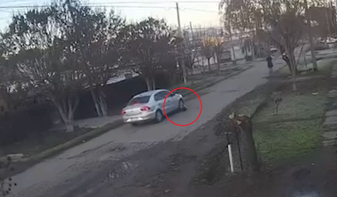 Perro atropellado