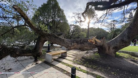 Una enorme rama se quebró en Plaza San Martín y por poco no provocó una tragedia Una enorme rama se quebró en Plaza San Martín y por poco no provocó una tragedia