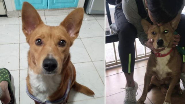 un joven abuso de su perra, la justicia le puso una perimetral y dejara de ser su mascota