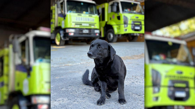 se perdio el perro de los bomberos de la plata y piden ayuda para recuperarlo