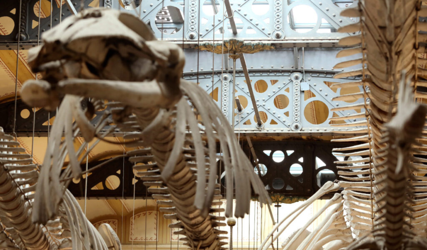 Obras Museo de La Plata