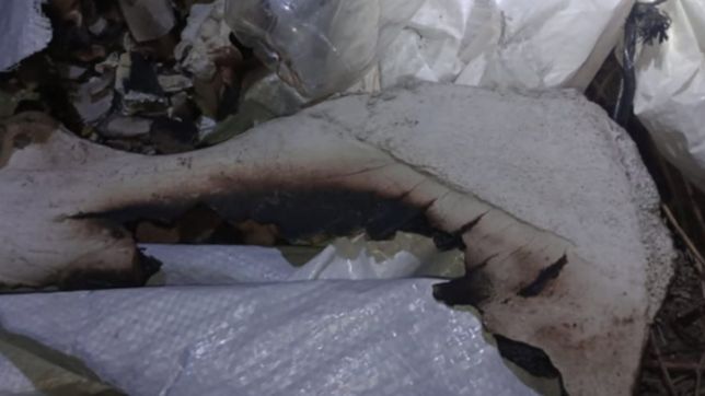 revelan la procedencia de los huesos hallados en un barrio de la plata