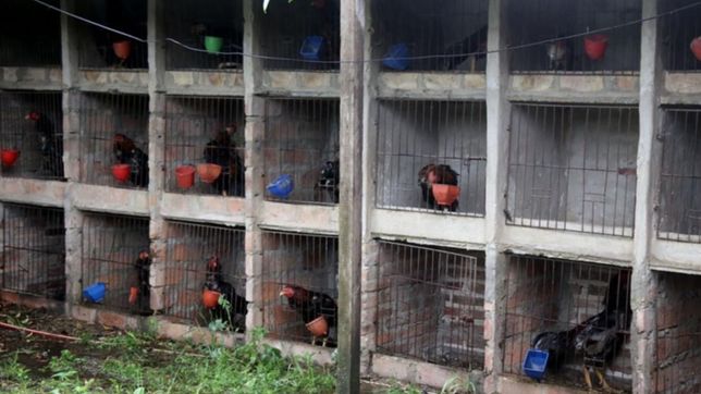 video: asi fue el operativo para liberar a los gallos de rina secuestrados en la plata