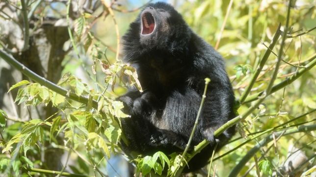 el bioparque abrio sus puertas y asi luce por dentro