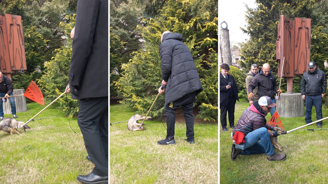 un zorro revoluciono el centro platense y termino atrapado en el patio de la legislatura