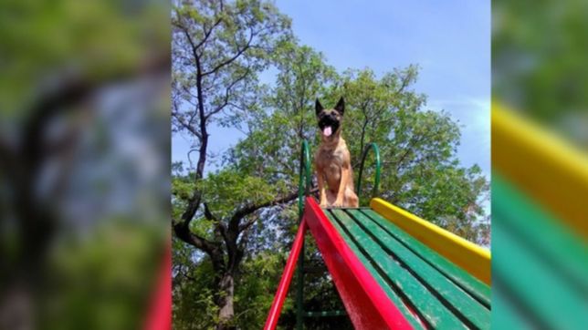 video: berta, la perra platense que es fanatica del tobogan, la filmaron y se volvio viral