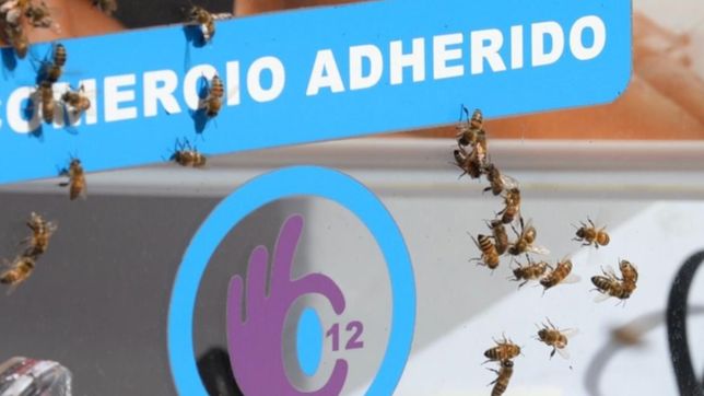 ¿como y por que un enjambre de abejas invadio el centro de la plata?
