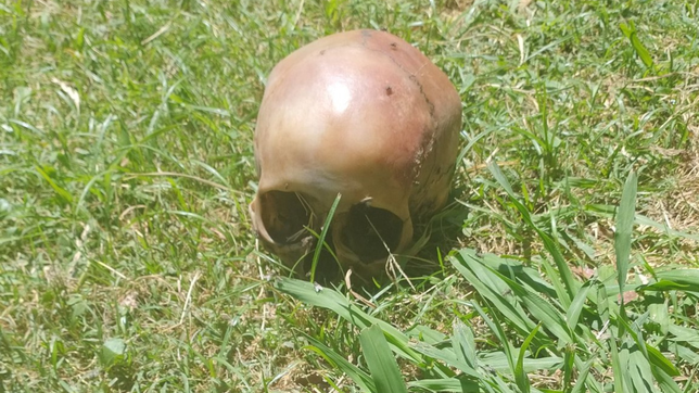 hallan un craneo humano en una casa de la plata y la justicia investiga su origen