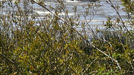 confirman que el hombre hallado en ensenada se suicido y revelan el motivo que podria llevado a hacerlo confirman que el hombre hallado en ensenada se suicido y revelan el motivo que podria llevado a hacerlo