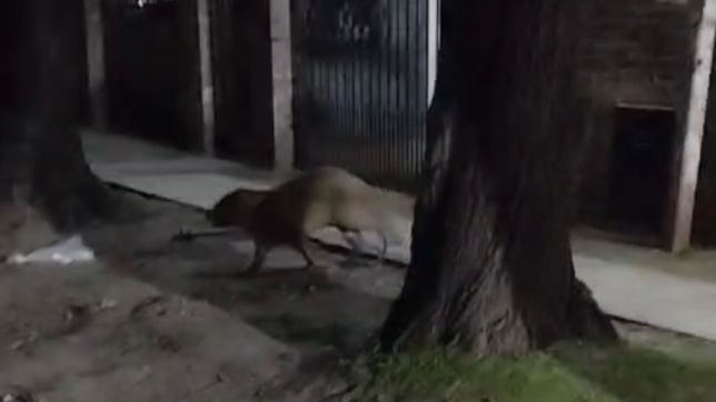 sorpresa en city bell por la aparicion de un carpincho suelto y lastimado