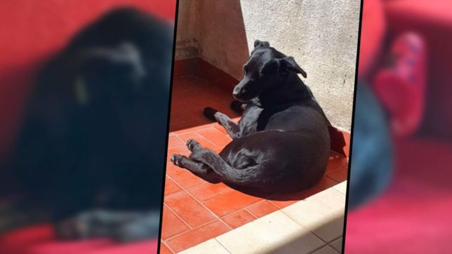llevo a la perra a cortarle el pelo a una peluqueria canina y se la perdieron