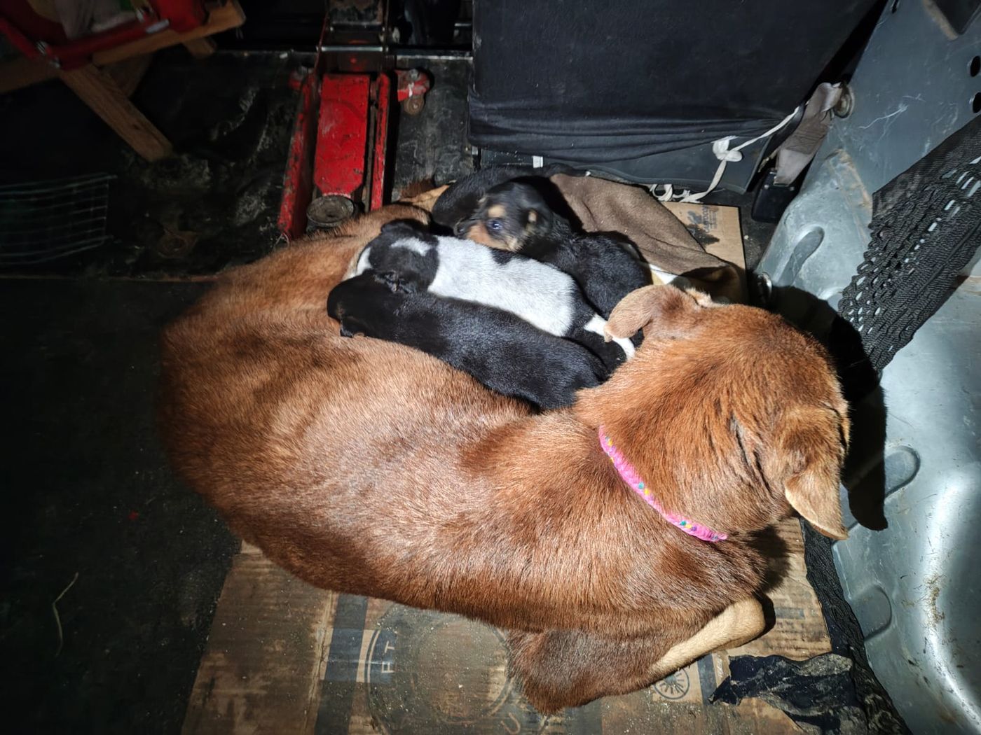 La perra y sus ocho cachorros fueron rescatados por Bomberos Voluntarios y Defensa Civil de Berisso