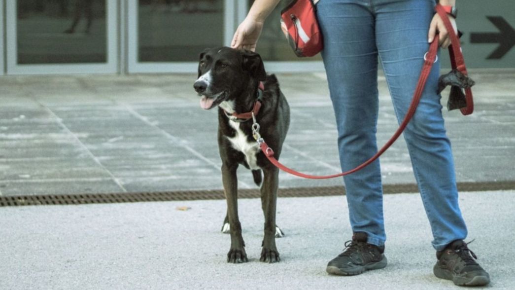 Sacó a pasear el perro y lo asaltaron con armas de fuego: Sabemos en donde vivís
