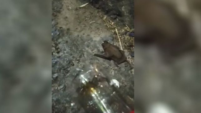 video: una mujer ayudo a murcielago herido en pleno centro de la plata