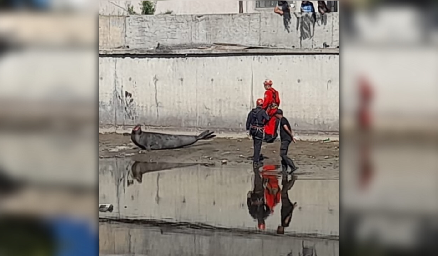 Lobo marino en el Arroyo El Gato.png