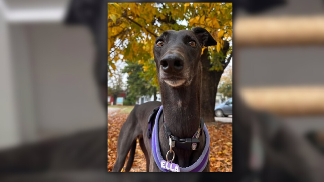 desesperado pedido de una familia a la que le robaron la perra