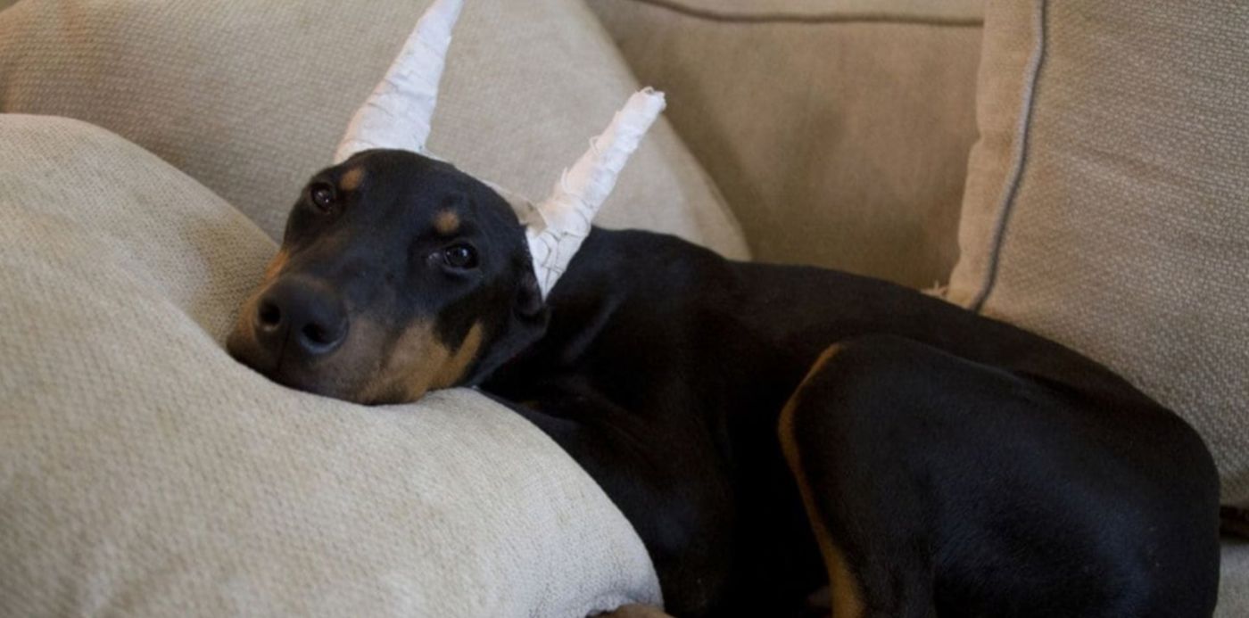 1583796605269.jpg?height=717&scaleX=1&scaleY=1&x=3&width=1434&rotate=0&ow=1440&oh=960&y=26&&cw=1920&ch=950