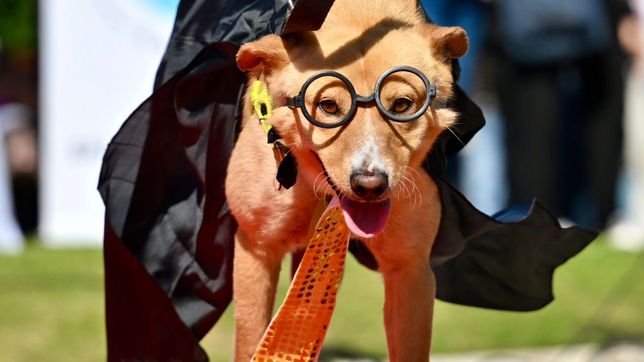 con vacunacion gratis y adopciones responsables, llega un nuevo desfile de mascotas