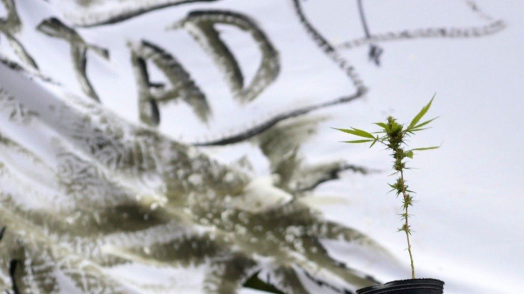 El petitorio que los activistas cannábicos entregaron a Garro y Kicillof