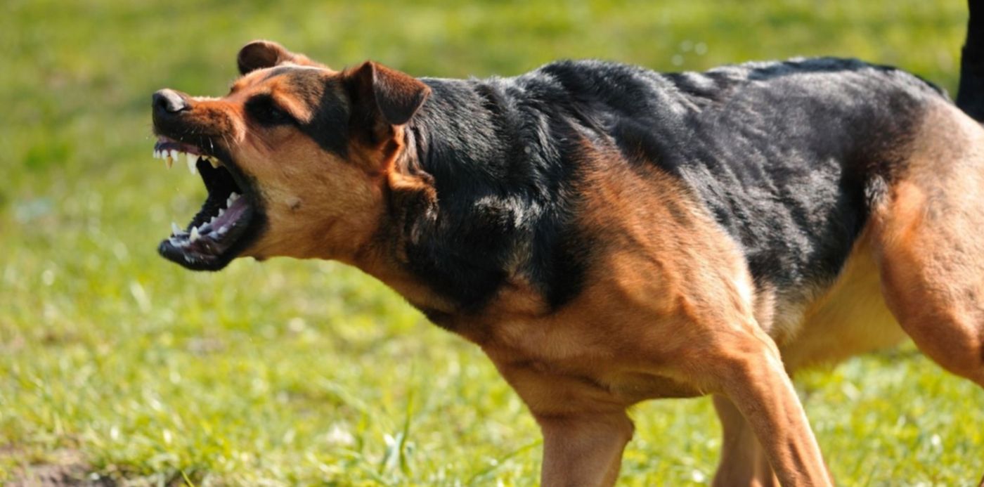 1613421229834.jpg?x=4&y=252&width=1486&height=743&rotate=0&scaleX=1&scaleY=1&ow=1500&oh=998&&cw=1920&ch=950