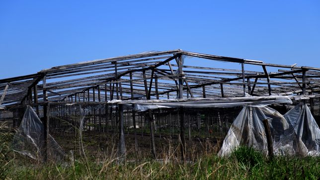 los quinteros de la plata y la region, en jaque tras la tormenta