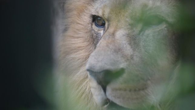 trasladaran manana a un santuario de ee.uu a los leones melena y mansa