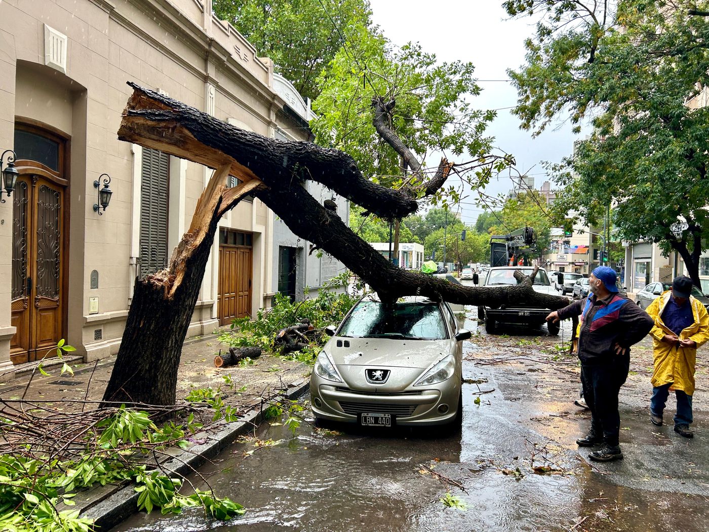 árbol caído en 59 entr 8 y 9 (6).jpeg