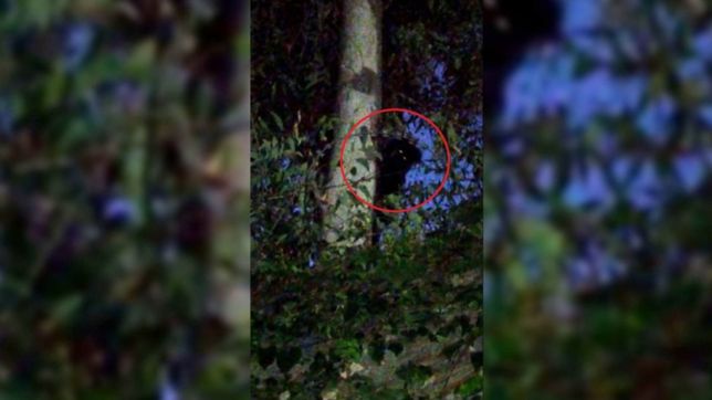 reaparecio de noche el mono de villa elisa haciendo piruetas en un arbol