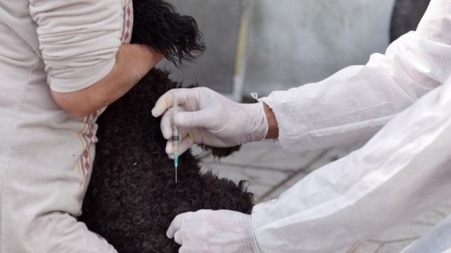 realizan obras en zoonosis para mejorar la atencion veterinaria en la plata