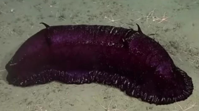 batatita, el curioso hallazgo del conicet en el fondo del mar argentino