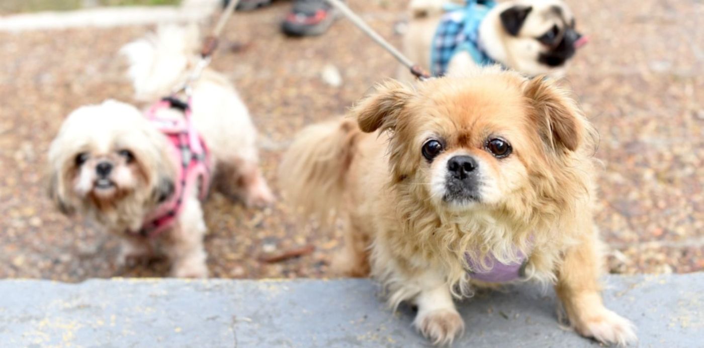 pueden los perros perdidos encontrar el camino a casa